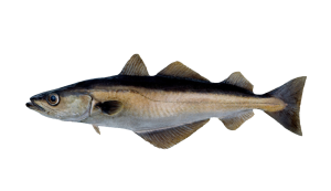 eddie_perez-rio mataven colombia pesca deportiva 1