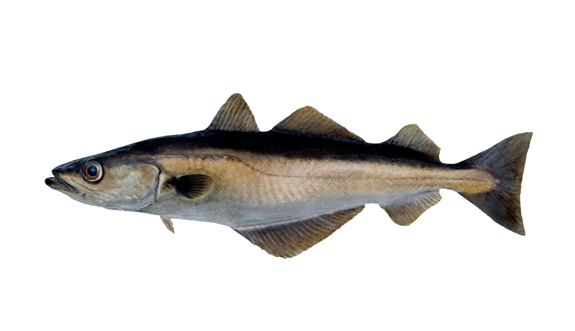 eddie_perez-rio mataven colombia pesca deportiva 1