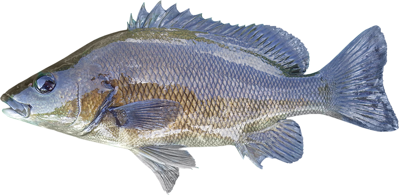 eddie_perez-rio mataven colombia pesca deportiva 2