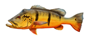 eddie_perez-rio-mataven-colombia-pesca-deportiva-Peacock bass