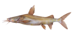 eddie_perez-rio-mataven-colombia-pesca-deportiva bagre amarillo