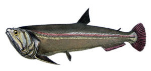 eddie_perez-rio-mataven-colombia-pesca-deportiva-payara