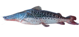 eddie_perez-rio-mataven-colombia-pesca-deportiva-surubies