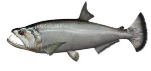 payars giant-catfish-fishing-colombia